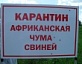 В Архангельской области выявлен очаг АЧС